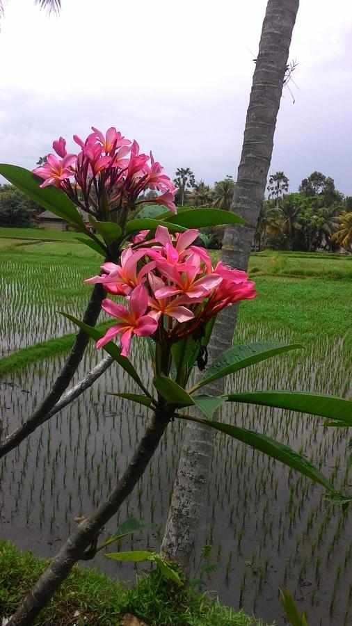 Hotel Local Family House Payangan Exterior foto